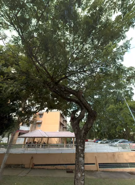 tree photo