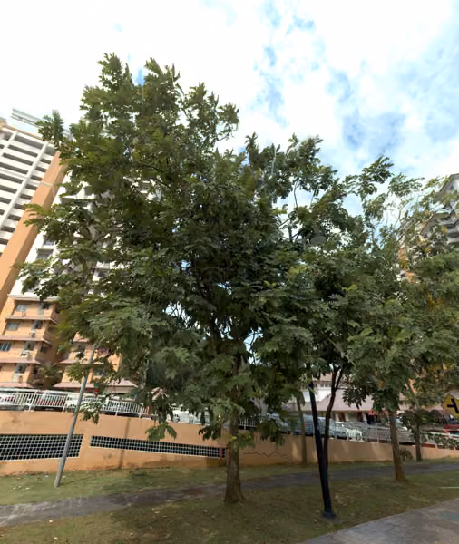 tree photo