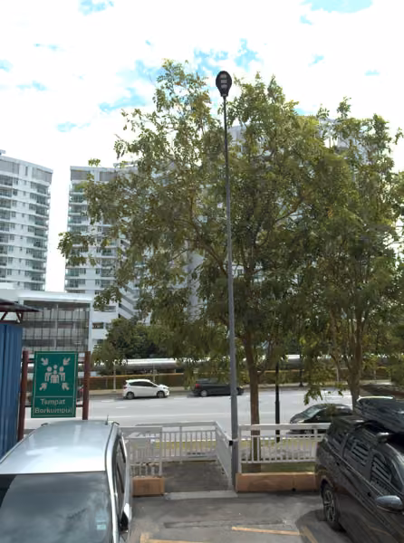 tree photo