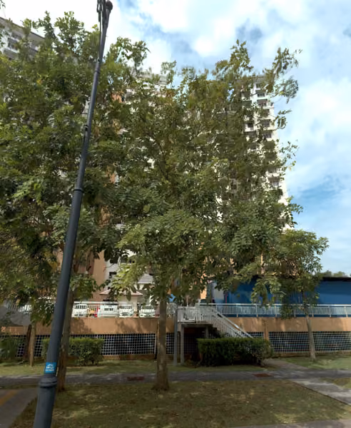 tree photo