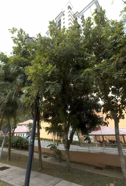 tree photo