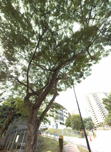 tree photo