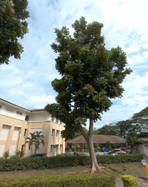 tree photo