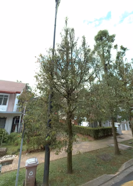 tree photo