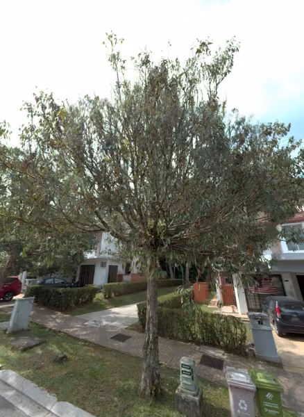 tree photo