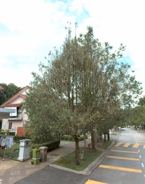 tree photo