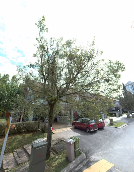 tree photo