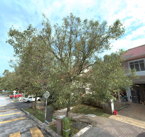 tree photo