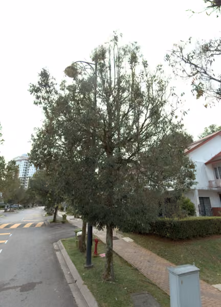tree photo