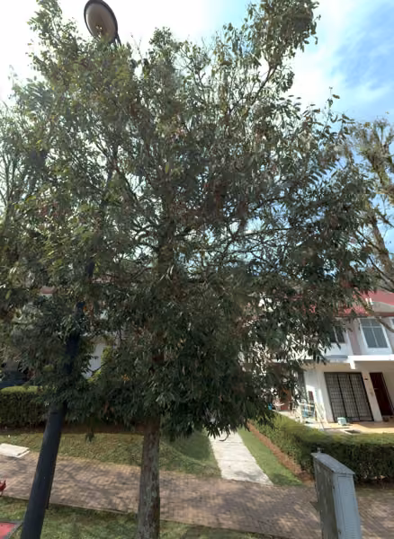 tree photo