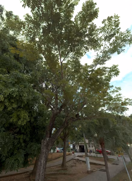 tree photo