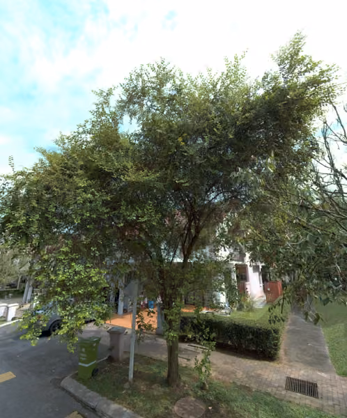 tree photo