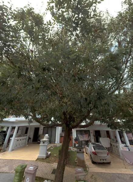 tree photo