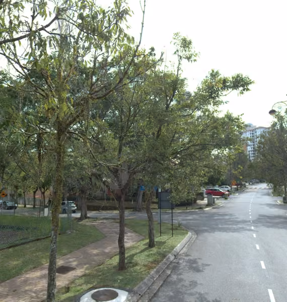 tree photo