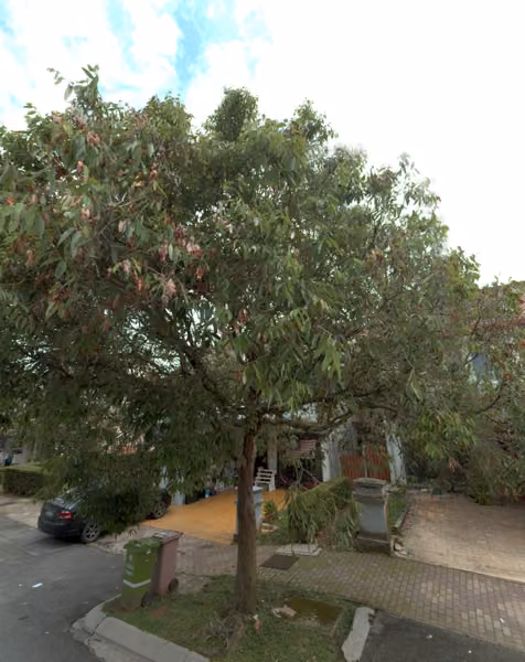 tree photo