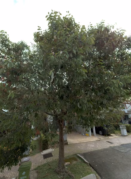 tree photo