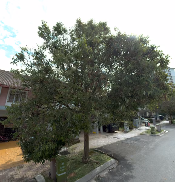 tree photo