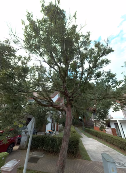 tree photo