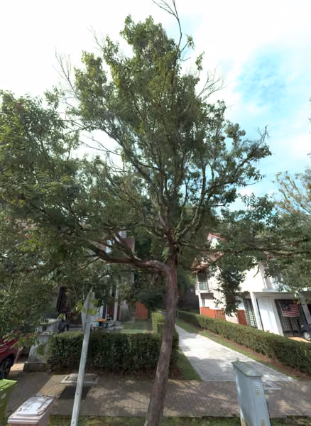 tree photo