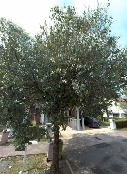 tree photo