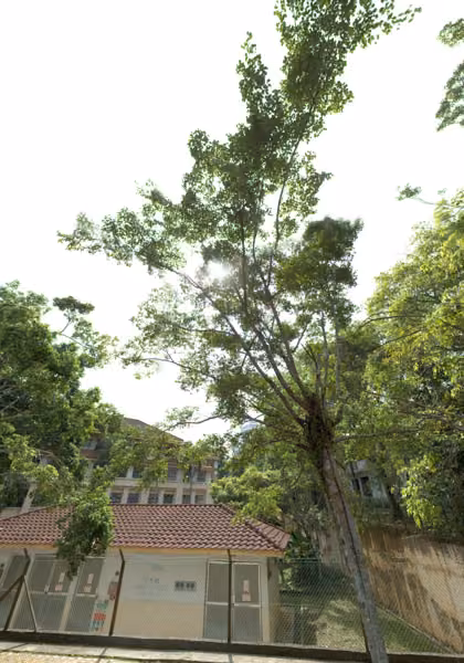 tree photo
