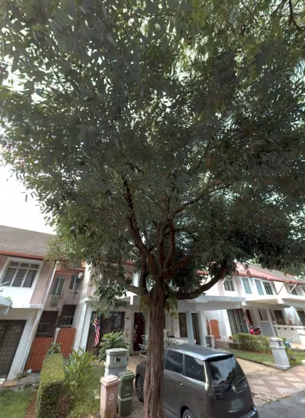 tree photo