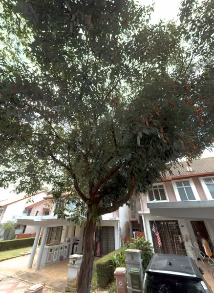tree photo