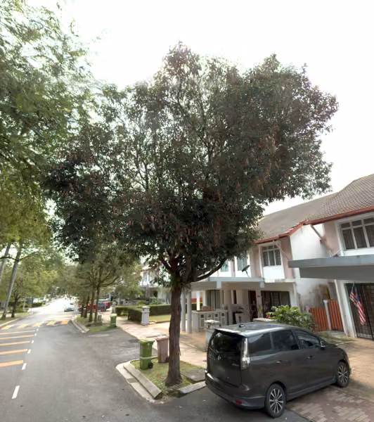 tree photo