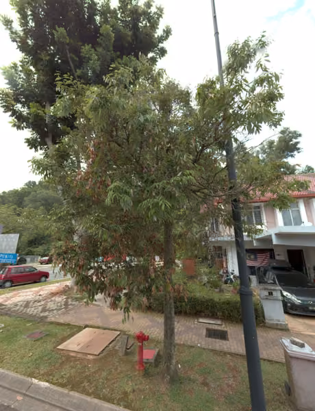 tree photo