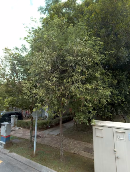 tree photo