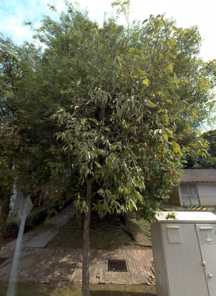 tree photo