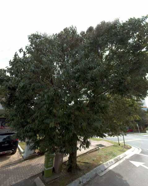tree photo