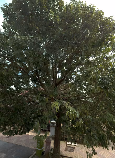 tree photo