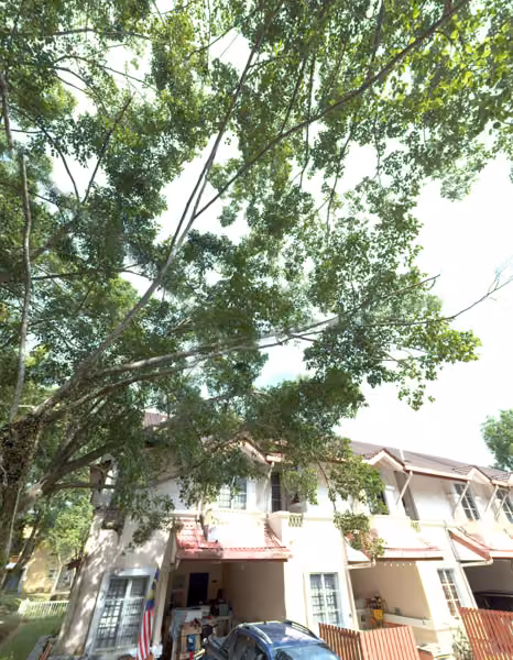 tree photo