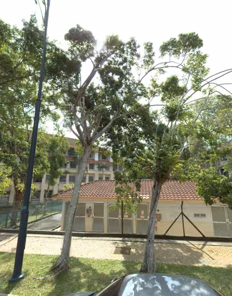 tree photo
