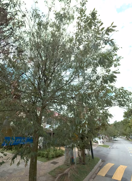 tree photo