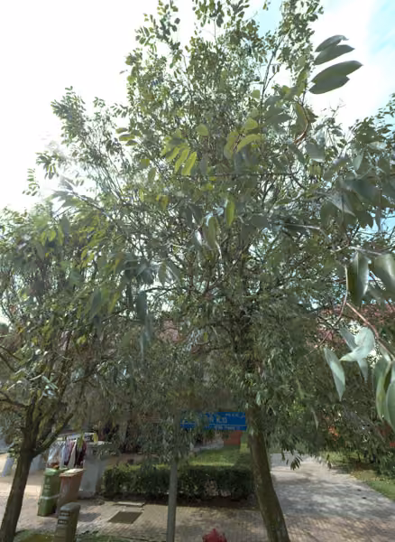 tree photo