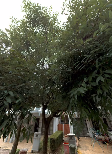 tree photo