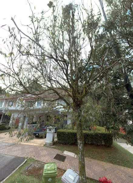 tree photo