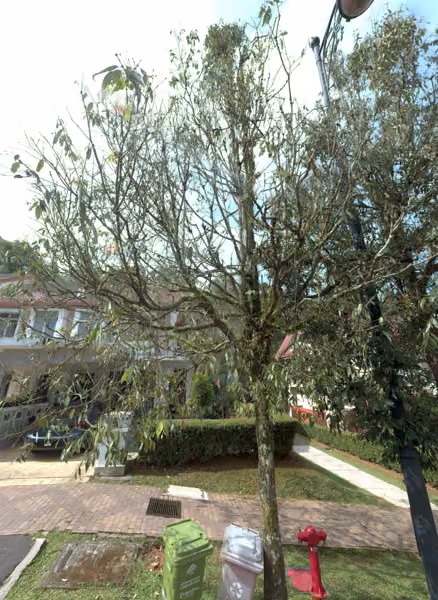 tree photo