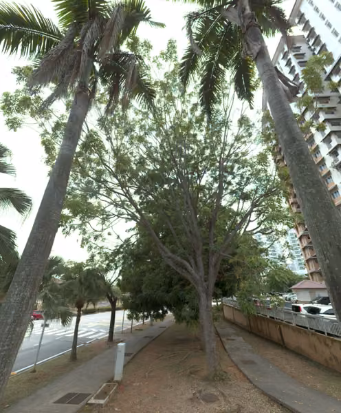 tree photo
