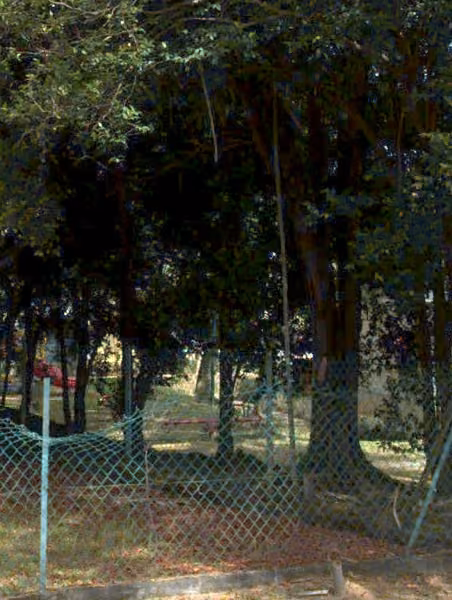 tree photo