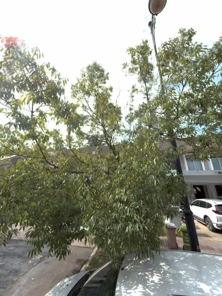 tree photo