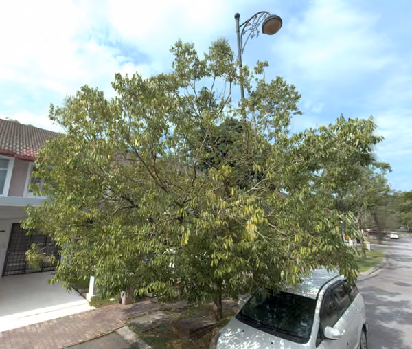 tree photo