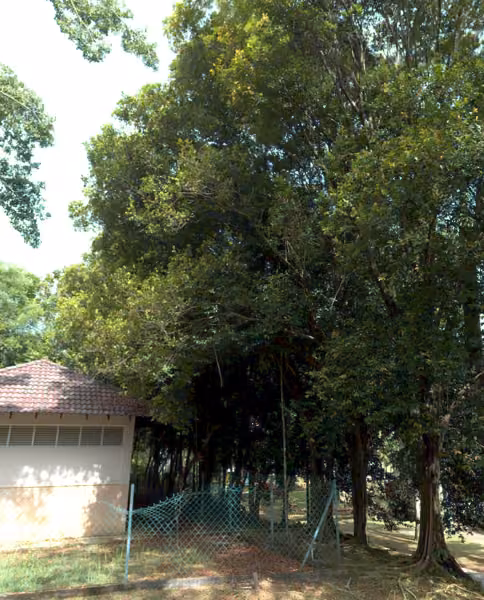 tree photo