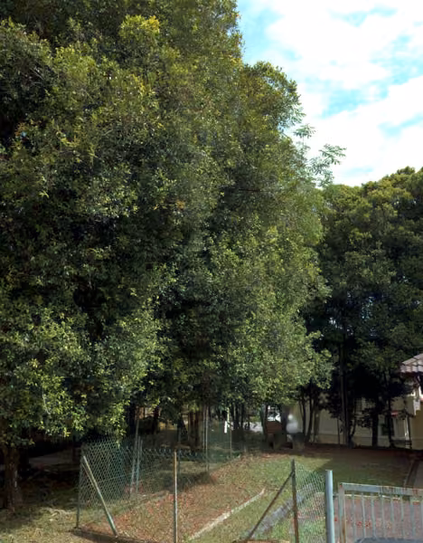 tree photo
