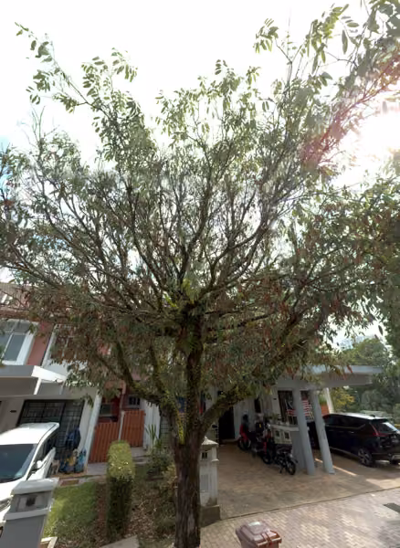 tree photo