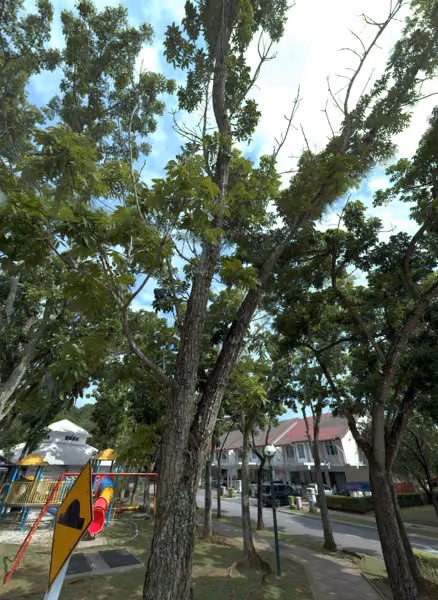 tree photo
