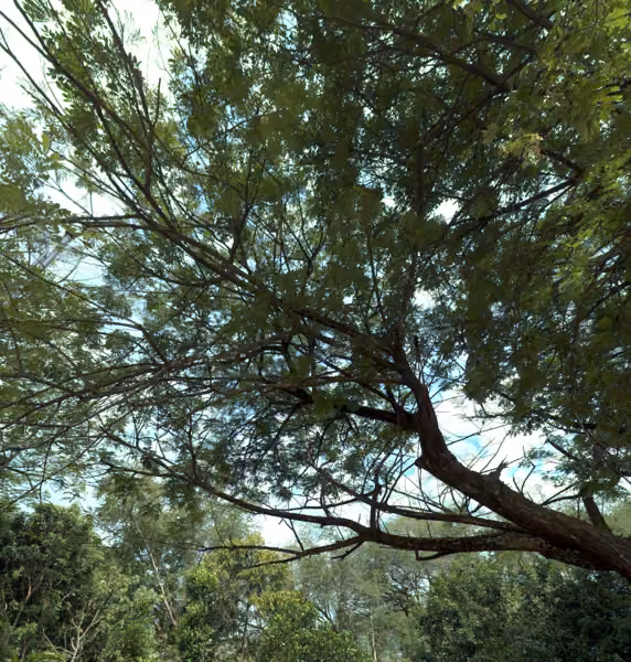tree photo