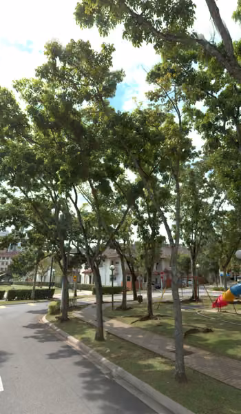 tree photo